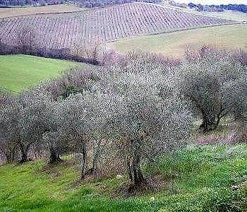 Country house Fullino Nero Rta - Residenza Turistico Alberghiera Siena