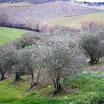 Landsted Fullino Nero Rta - Residenza Turistico Alberghiera Siena